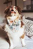 Personalized Dog Bandana With Name - Bandana For Dogs Spring - Dog Bandana With Collar | Amazon (US)