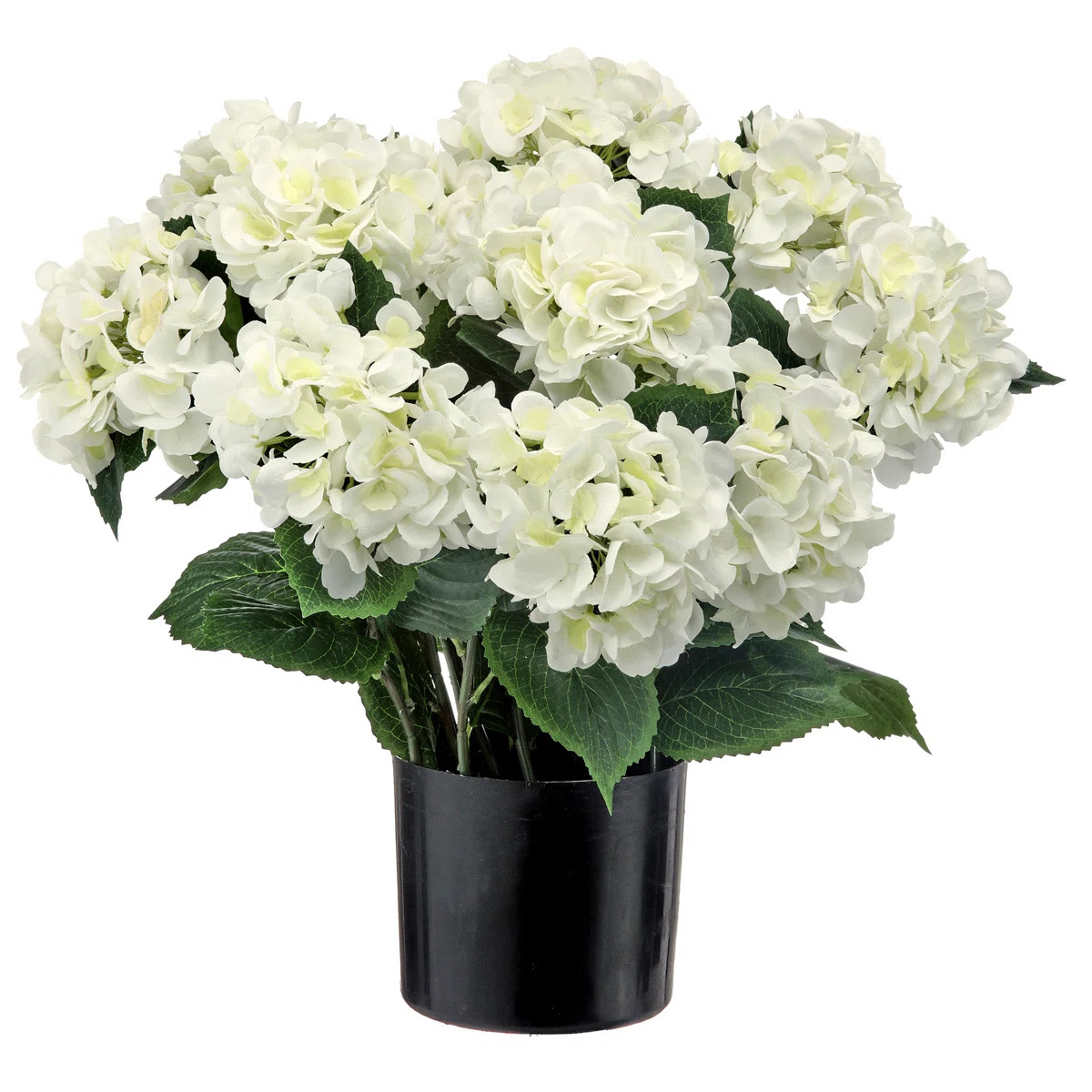 22" Potted Garden Hydrangea | Wayfair North America