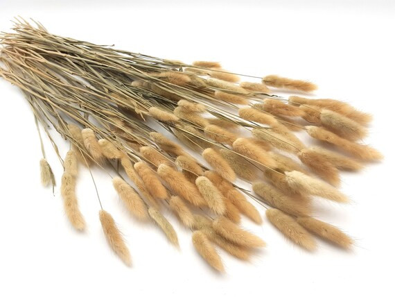 Natural Bunny Tail Grass, Bunny Tail Grass Bunch, Dried Bunny Tail Grass, Natural Dried Flowers, ... | Etsy (US)