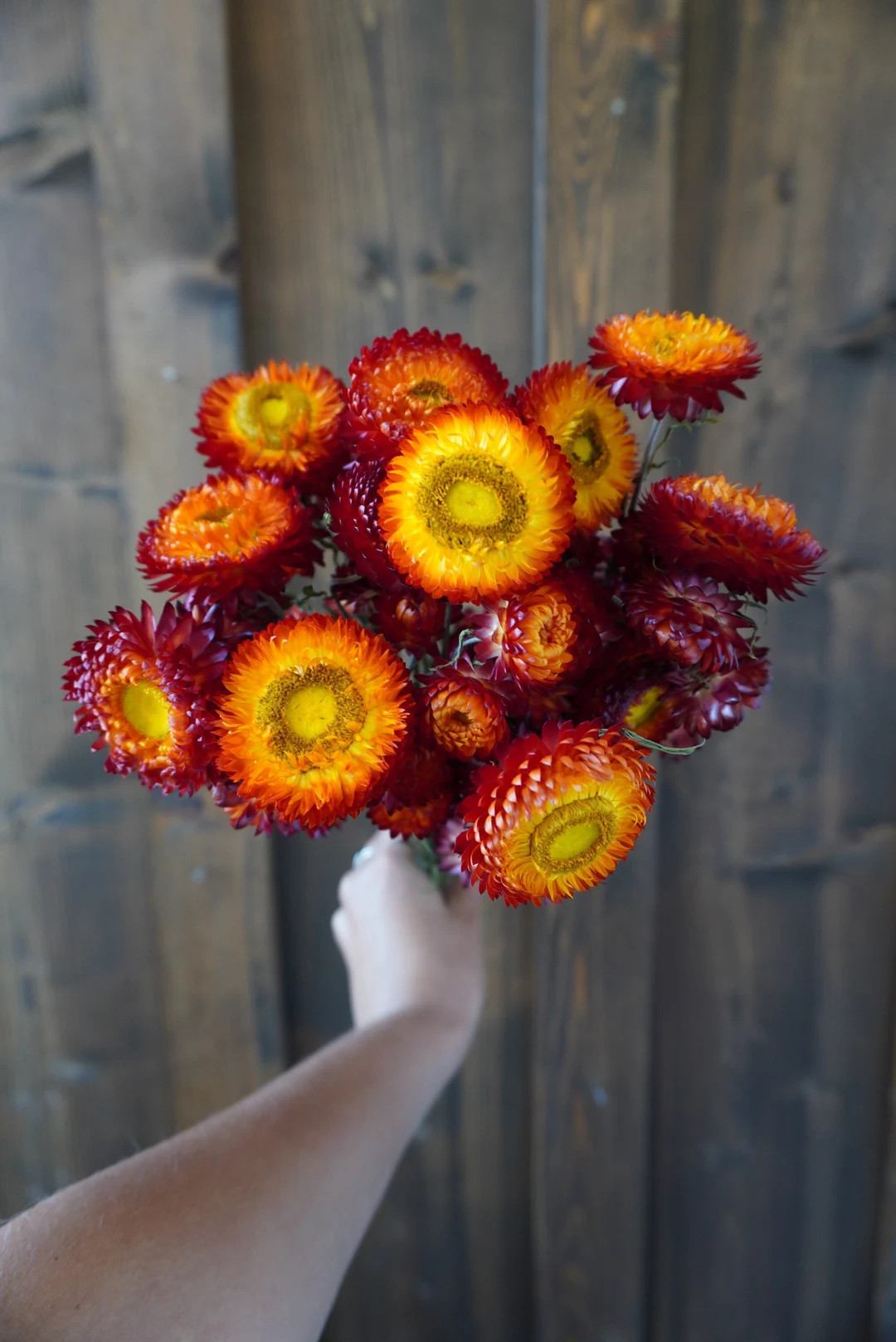 Dried Copper Red Strawflower Bouquet - Etsy | Etsy (Global)