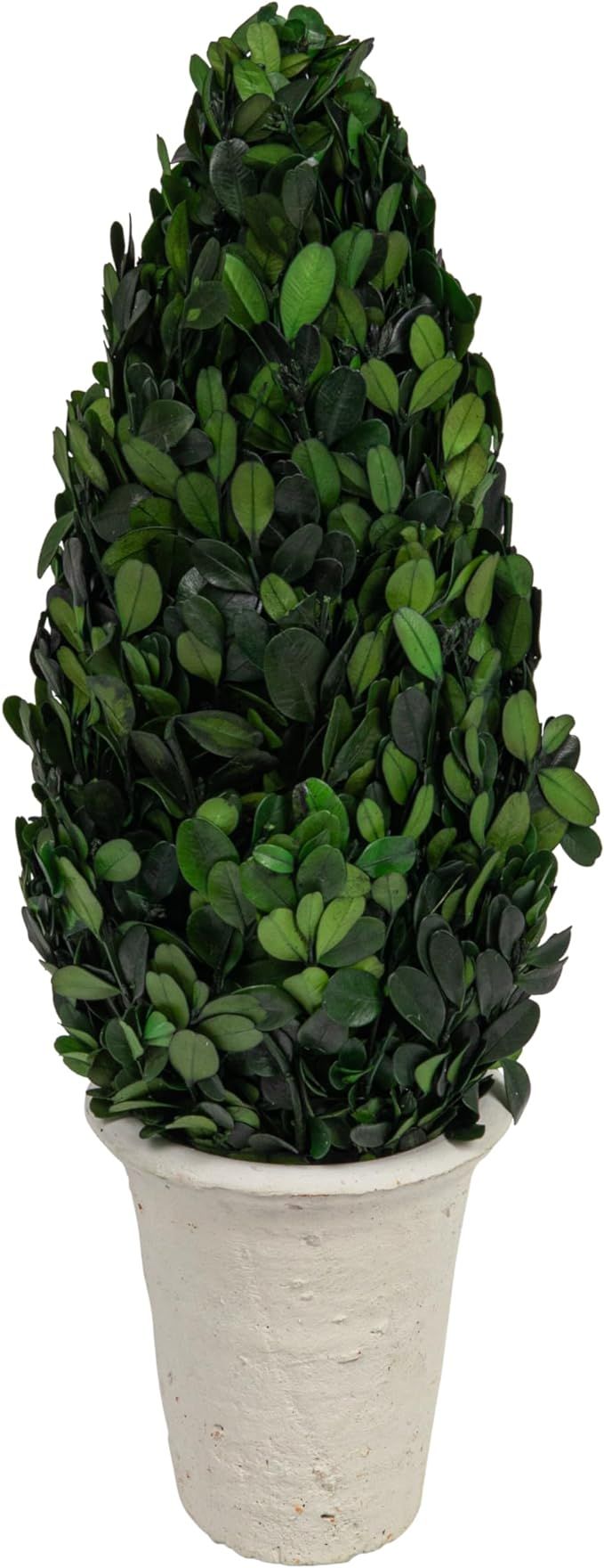 Creative Co-Op Boxwood Topiary in Clay Pot | Amazon (US)