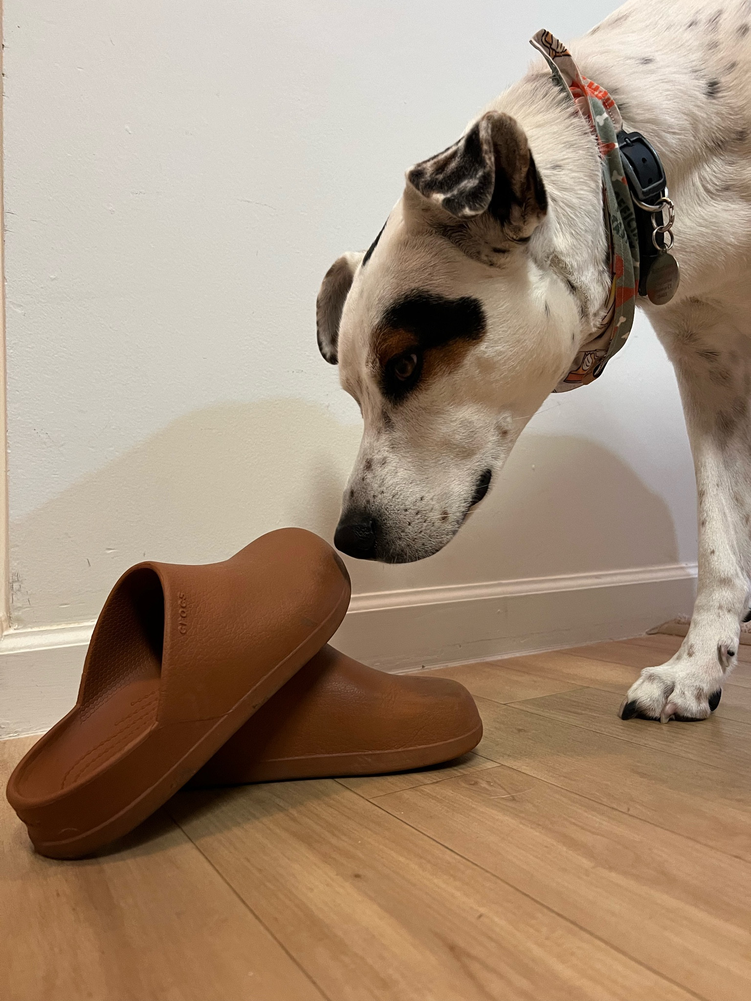 BEST shoe to take your dog out in! 

#LTKGiftGuide #LTKCyberWeek #LTKHoliday