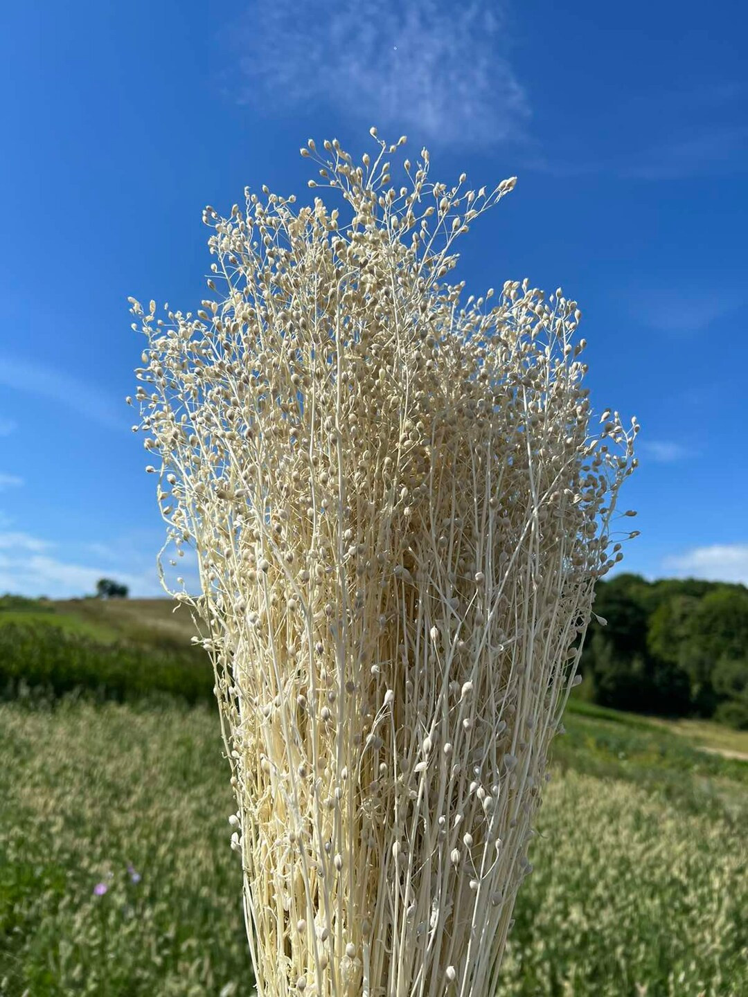 20/40g White Dried Flower Dried Linum Natural Bunchdried - Etsy | Etsy (US)