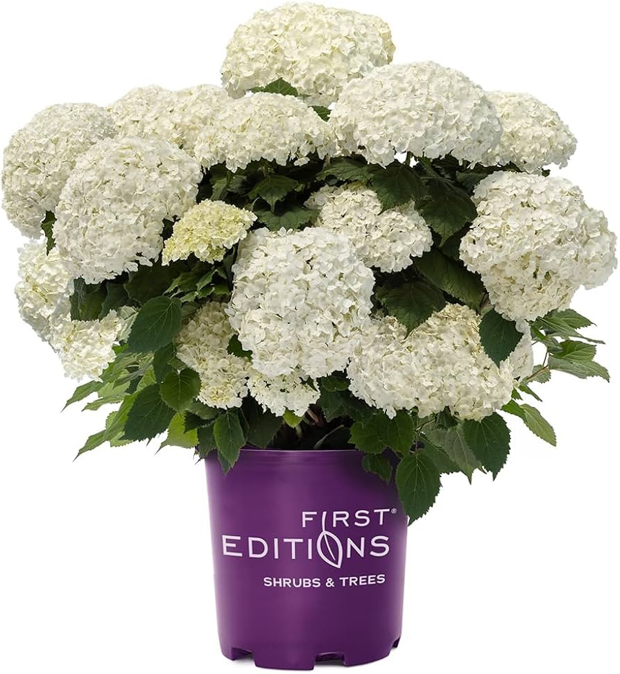 2g First Editions Hydrangea FlowerFull | Amazon (US)