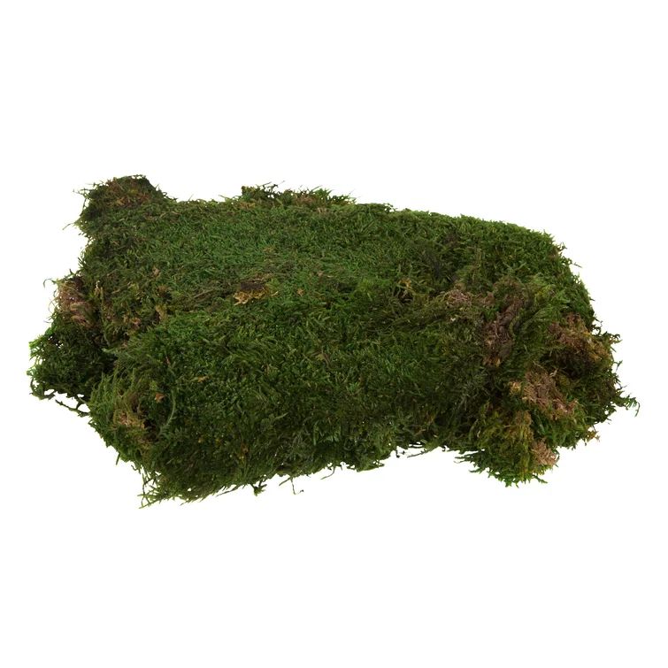 Bag of Green Sheet Moss, Preserved | Wayfair North America