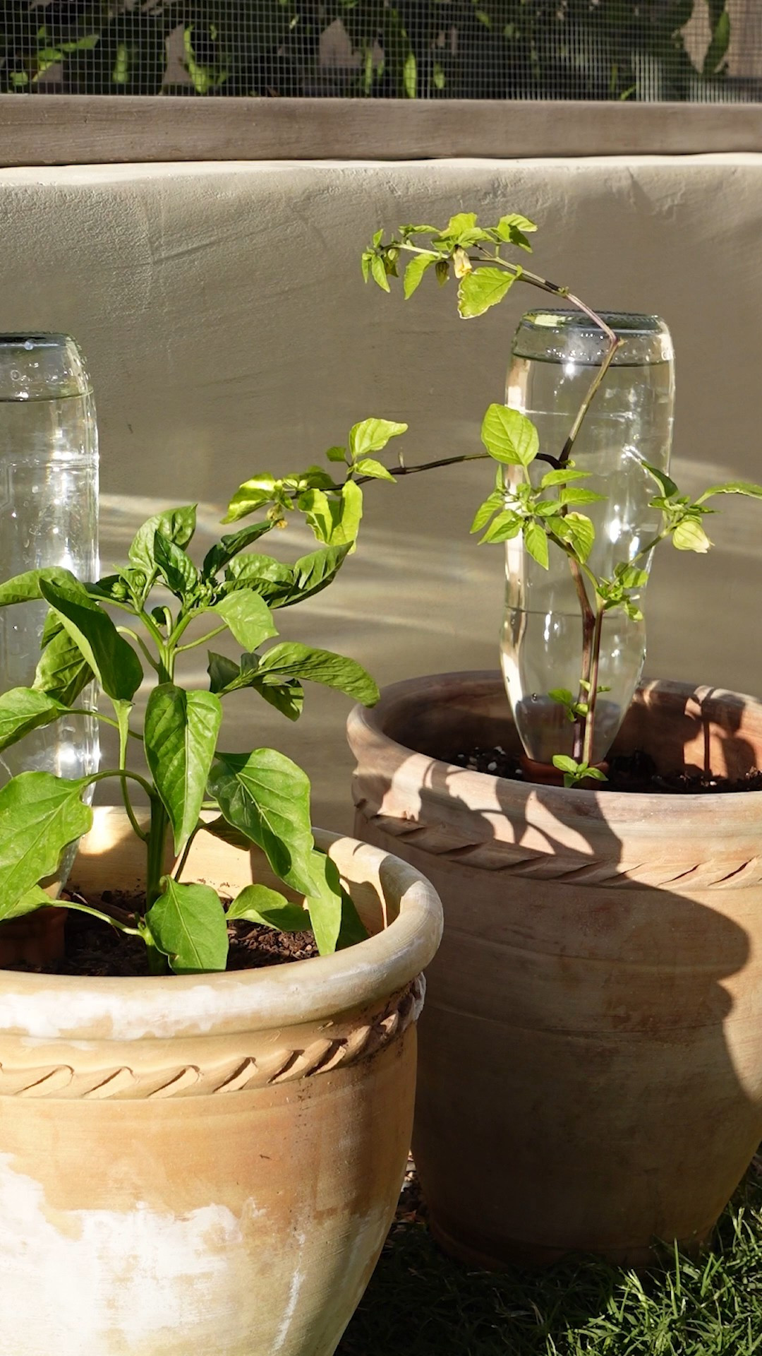 The trick to keeping plants alive during summer are watering stakes 🌱

#LTKSeasonal #LTKSummerEdit #LTKHome