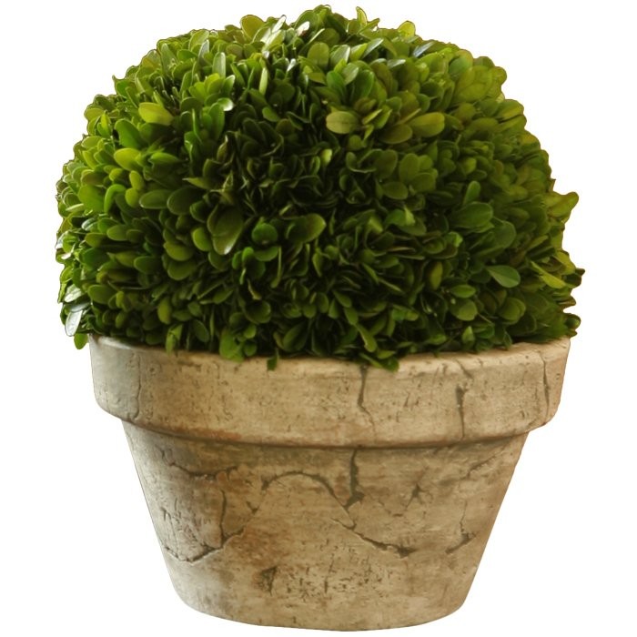 Preserved Boxwoods Large Preserved Greens Ball Desk Top Plant in Pot | Wayfair North America
