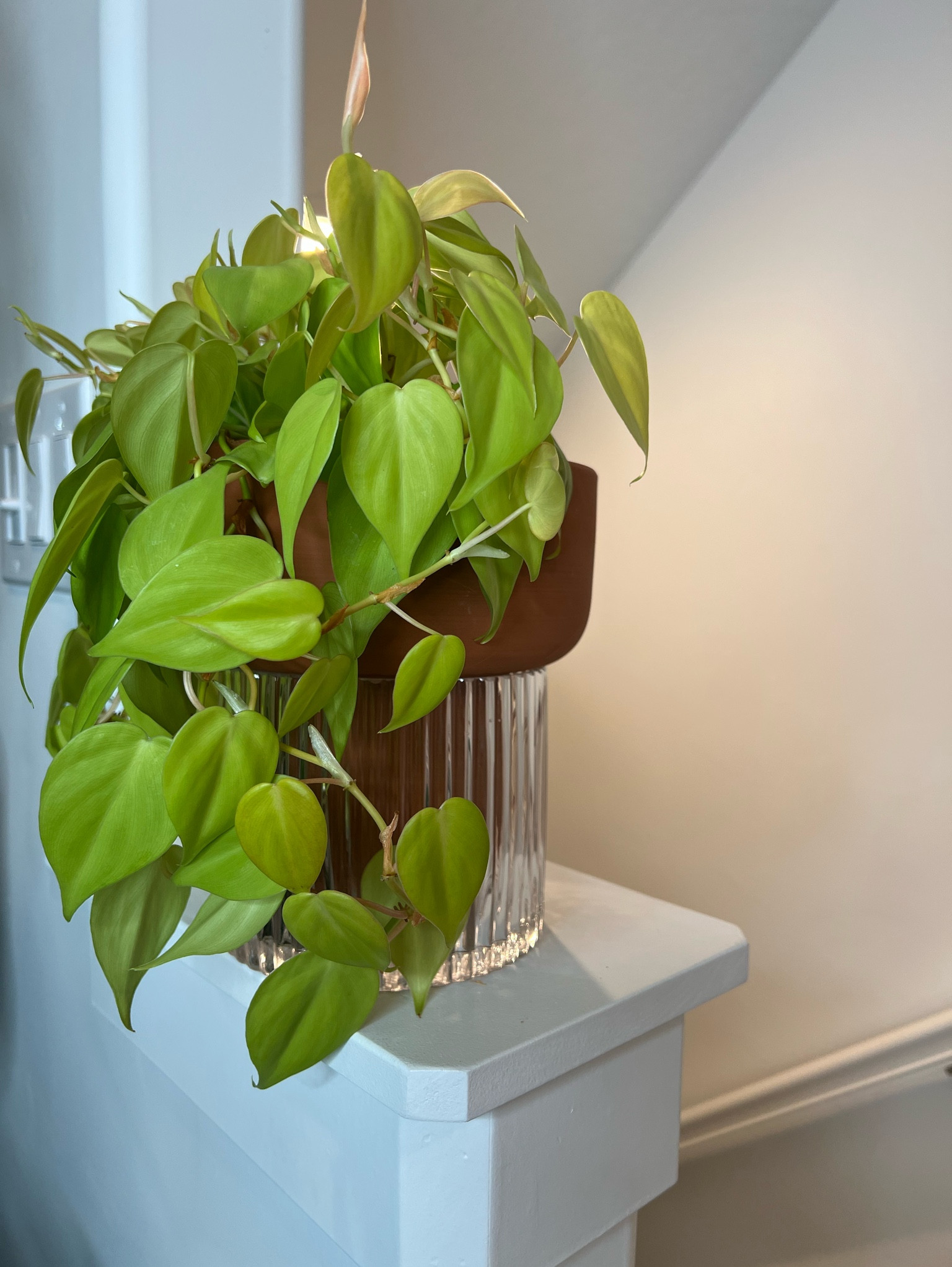 Self watering glass & terracotta planter with a lemon lime Philodendron 💚

#LTKGiftGuide #LTKhome #LTKFind
