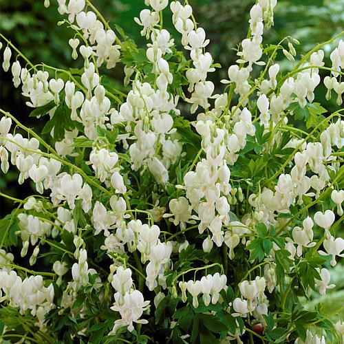 Bleeding Hearts Alba product image from the verified GPgrows LTK collection