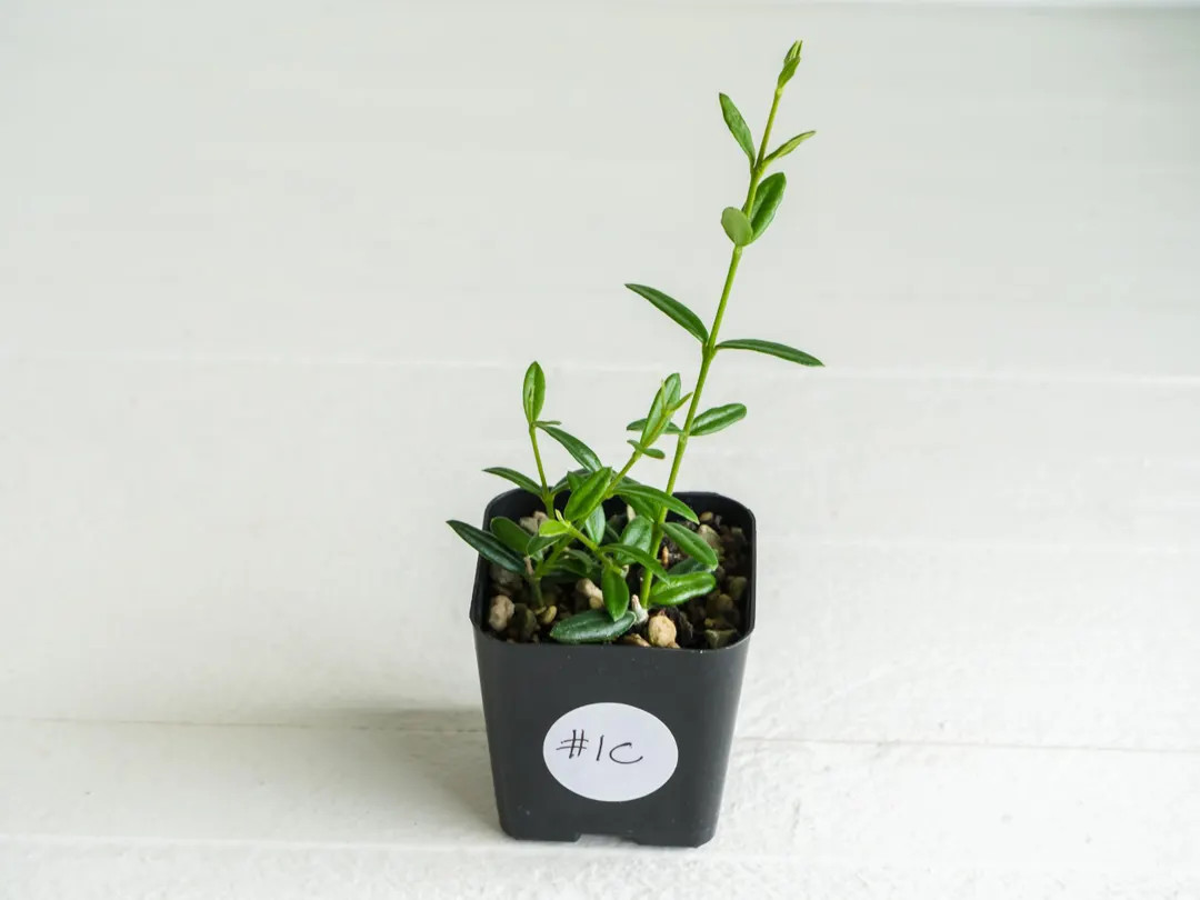 Hoya Engleriana (vietnam) | 2-inch | Exact Plant | Free Live Arrival Guarantee - Etsy | Etsy (US)