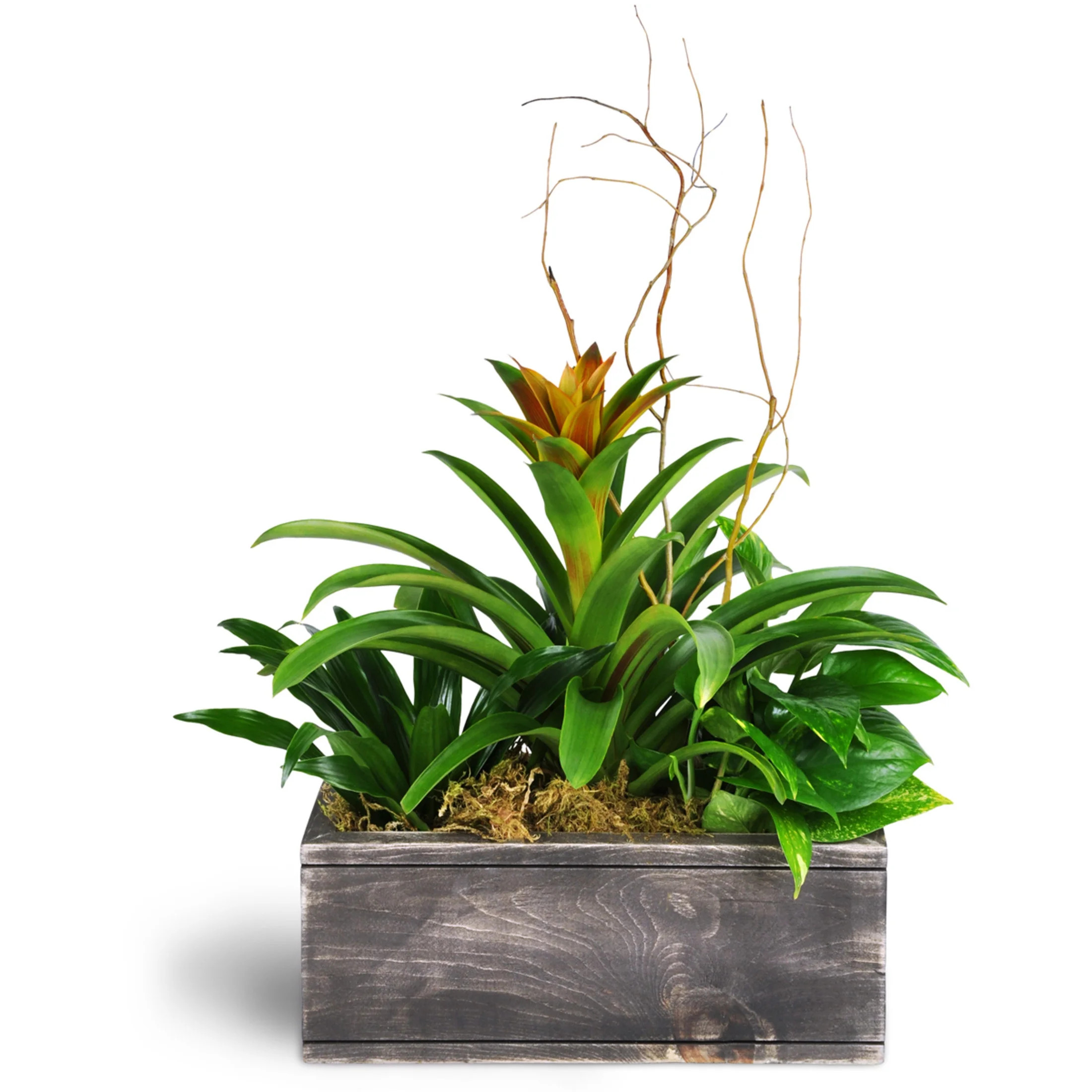 Flowers by Frances - Dream Green Planter - Premium | Walmart (US)