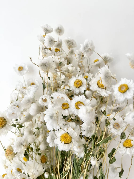 Preserved Dried Bunch of Rodanthe Daisies Grass  White | Etsy | Etsy (US)