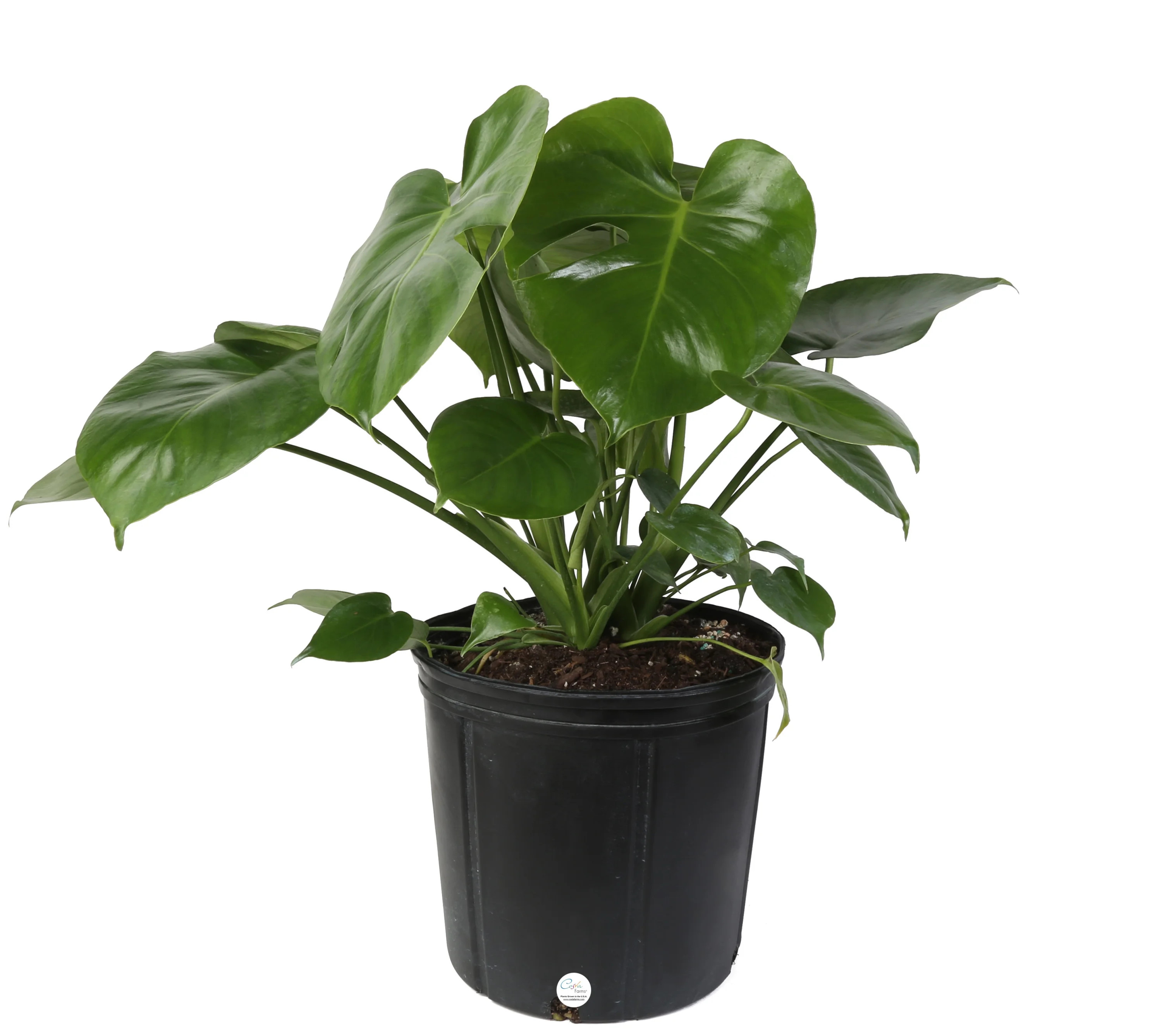 Costa Farms  Live Indoor 24in. Tall Green Monstera; Medium, Indirect Light Plant in 9.25in. Growe... | Walmart (US)