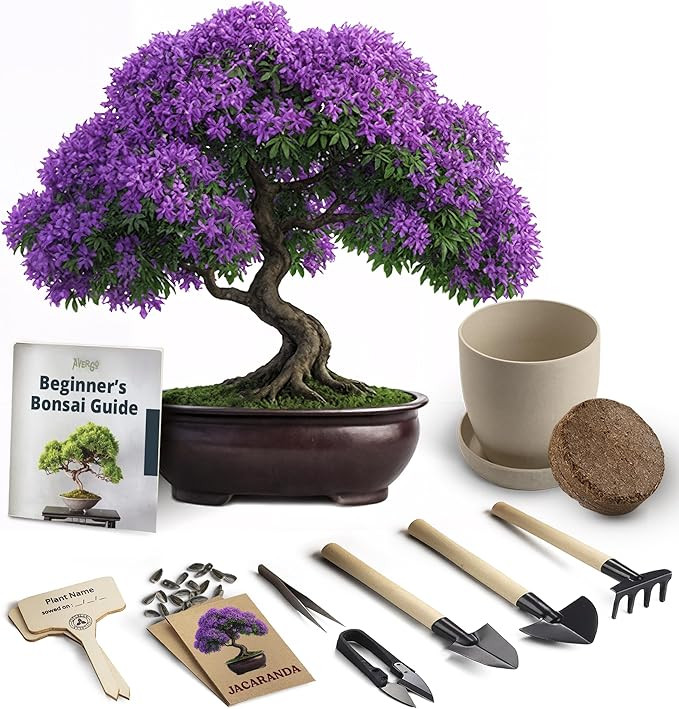 Avergo Bonsai Starter Kit – Growing Jacaranda Bonzai Tree | Complete Indoor Tree Kit for Growin... | Amazon (US)