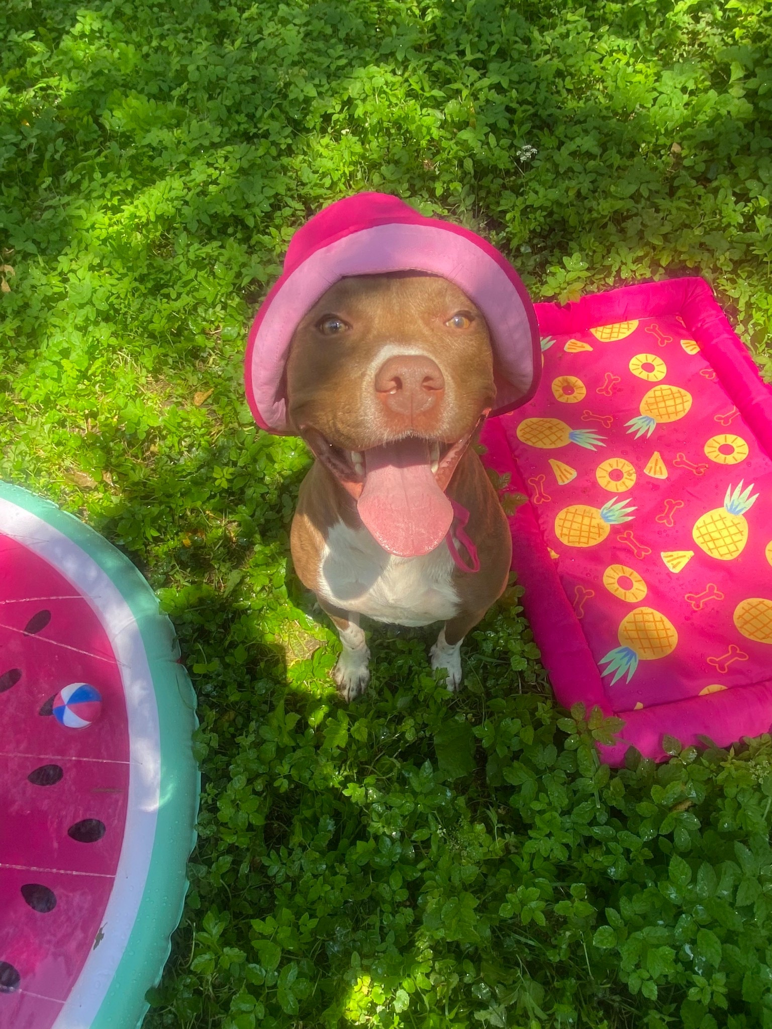 Cutest sun hat! She’s in a large. 

#LTKPets #LTKSwim #LTKTravel