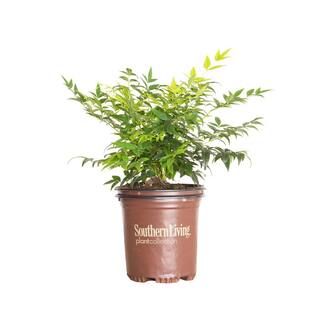 Southern Living Plant Collection 2.5 Qt. Lemon Lime Nandina, Live Evergreen Shrub, Lime Green New... | The Home Depot