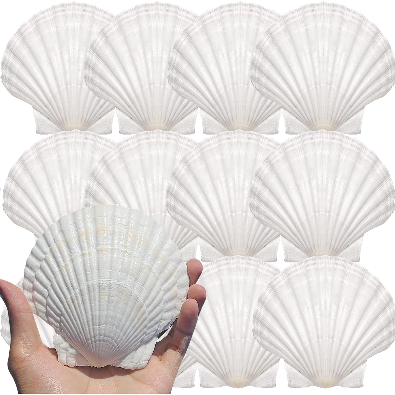 12PCS Large Natural Scallop Shells 4''-5'' White Sea Shells for DIY Craft Making, Hand Painting, ... | Amazon (US)