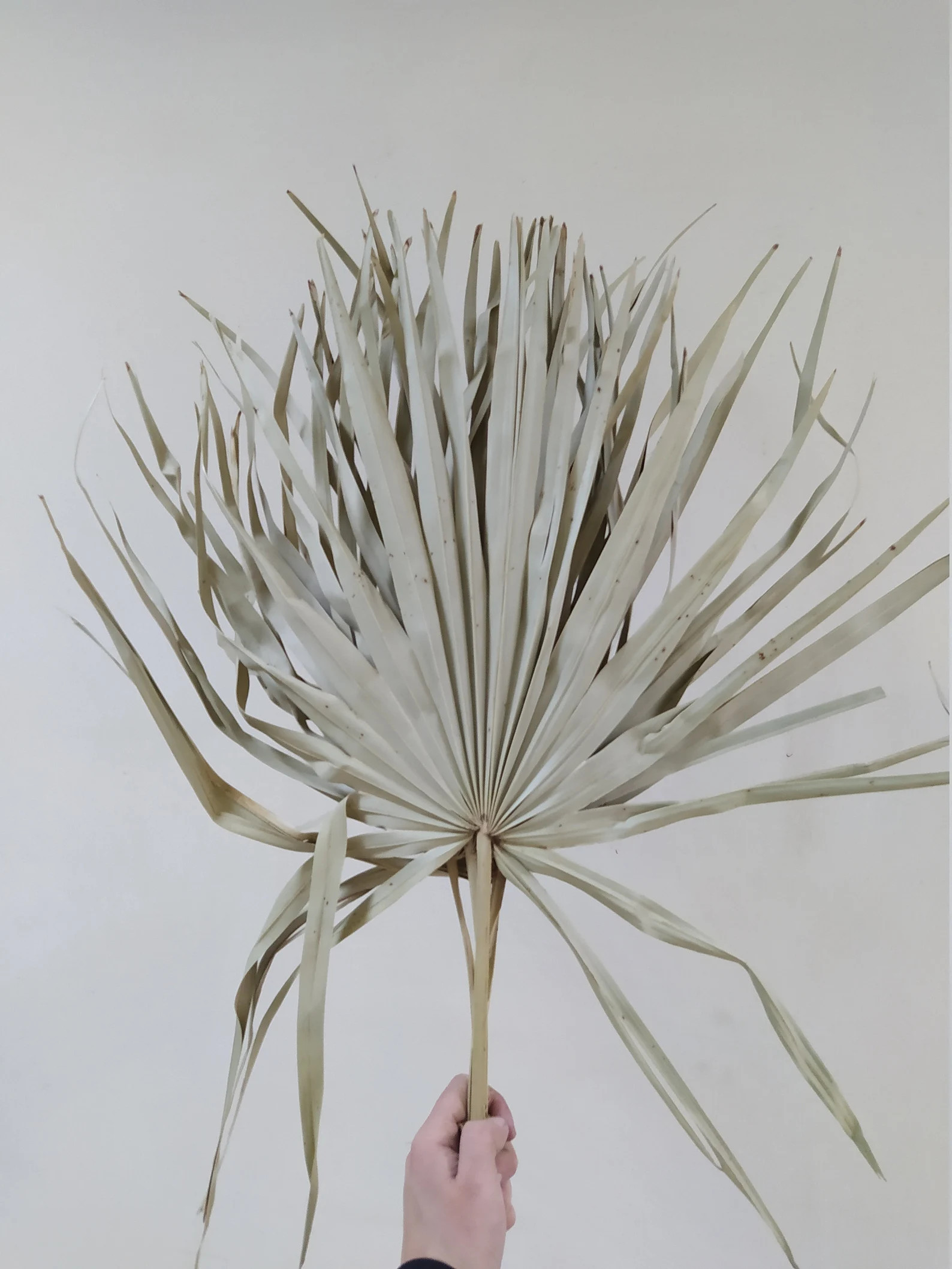 5 x Dried Palm Fan Leaves - Exotic Decoration - Beach Decoration - Wreaths | Etsy (US)