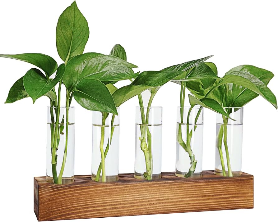 Plant Propagation Station, Plant Terrarium with Wooden Stand, Plant Pots for Hydroponics, Small B... | Amazon (US)