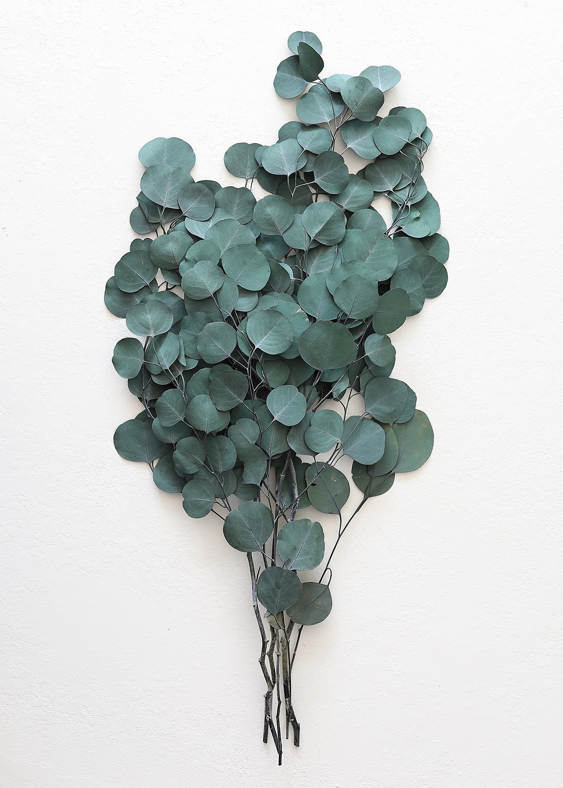 Preserved Silver Dollar Eucalyptus - 22-30" Tall | Afloral (US)