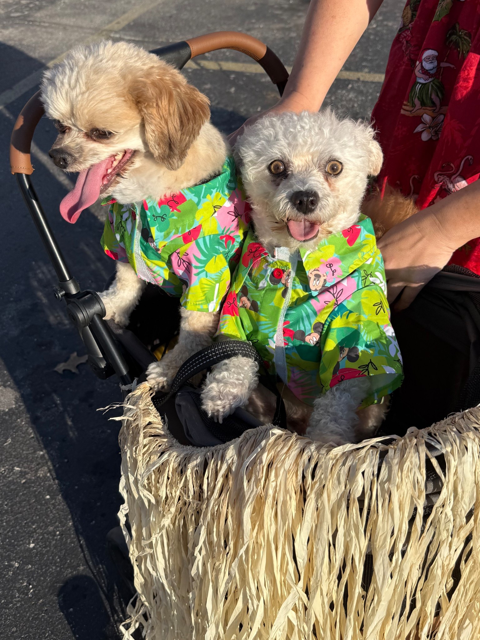 Dog Hawaiian shirts! 

#LTKSeasonal #LTKFindsUnder50 #LTKHalloween