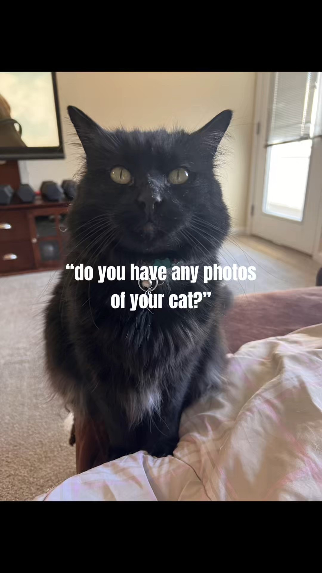 Here are my cats I am obsessed with them!! 

#LTKPets #LTKWatchNow