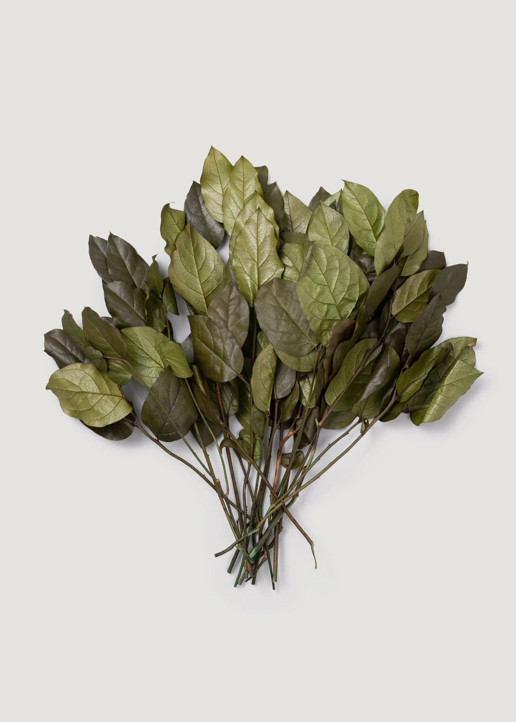 Natural Green Salal Leaf Bunch | Preserved Leaves | Afloral | Afloral