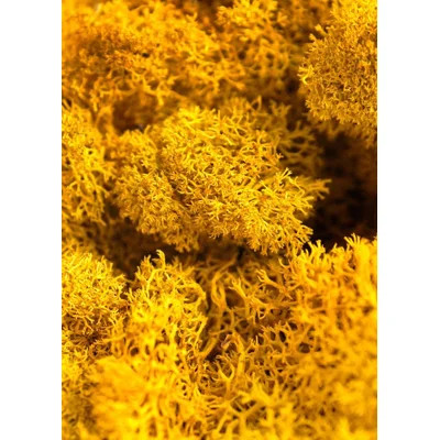 SuperMoss Preserved Reindeer Moss, Mango, 2oz | Wayfair North America