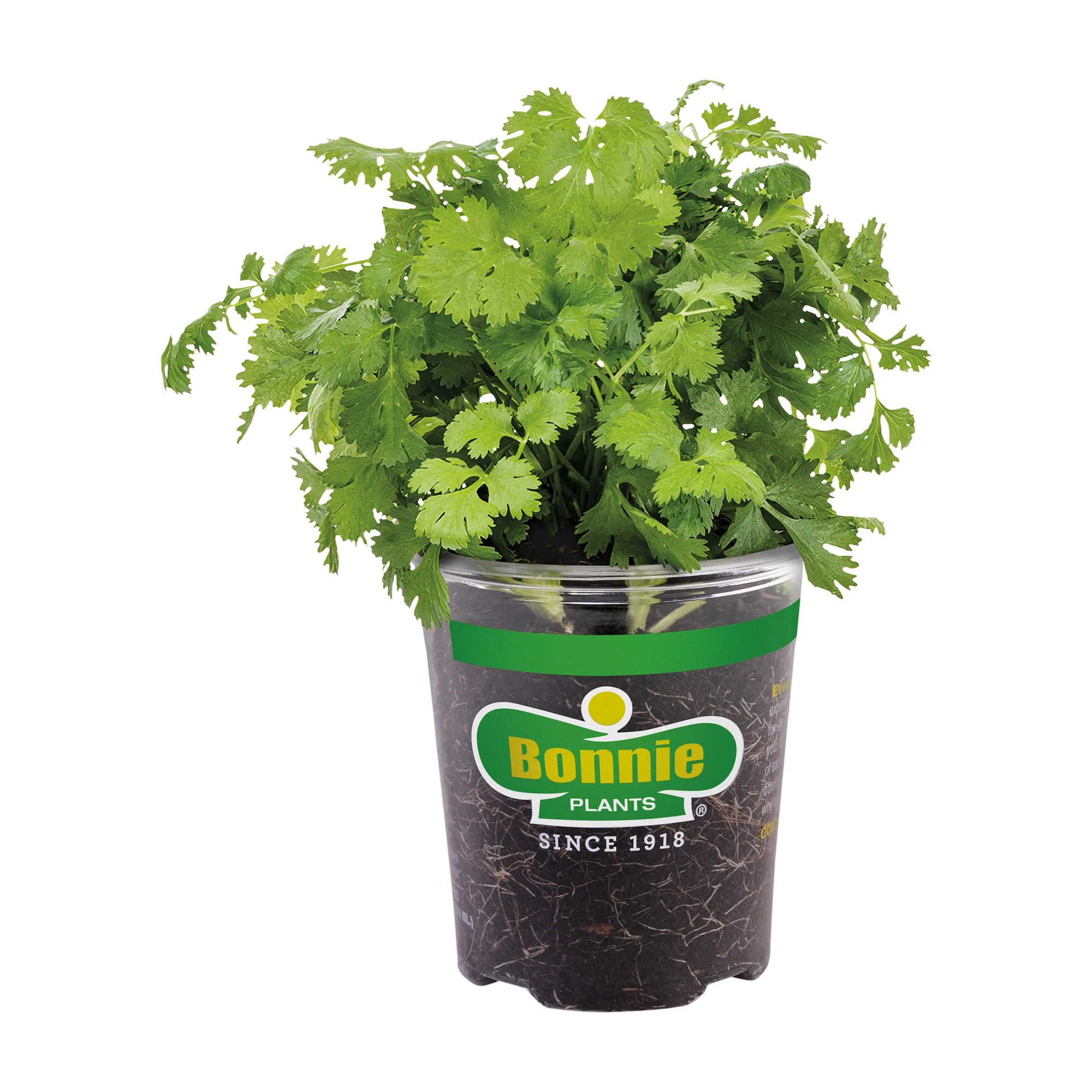 Bonnie Plants Cilantro 19.3 oz. | Walmart (US)