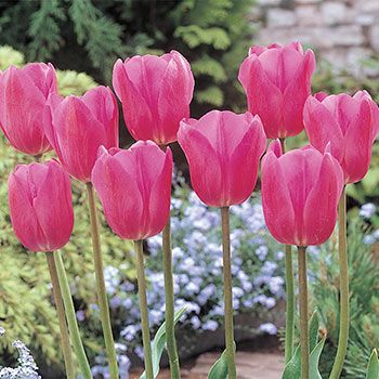 Bulk Tulips | Don Quichotte Tulip Super Sak | Breck's | Brecks