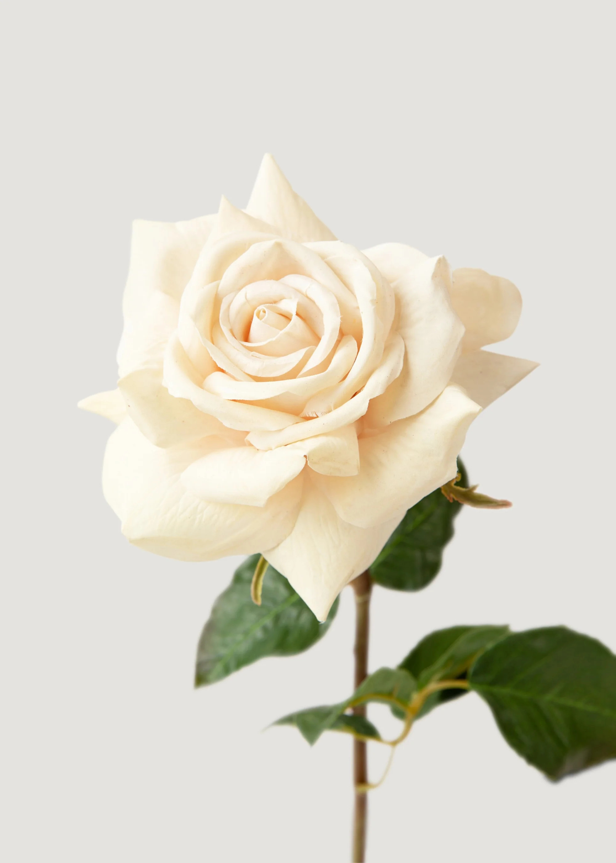 Beige Duchess Rose | Real Touch Faux Flowers | Afloral | Afloral