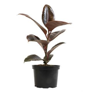 6 in. Ficus Ruby Houseplant (Solo) | The Home Depot