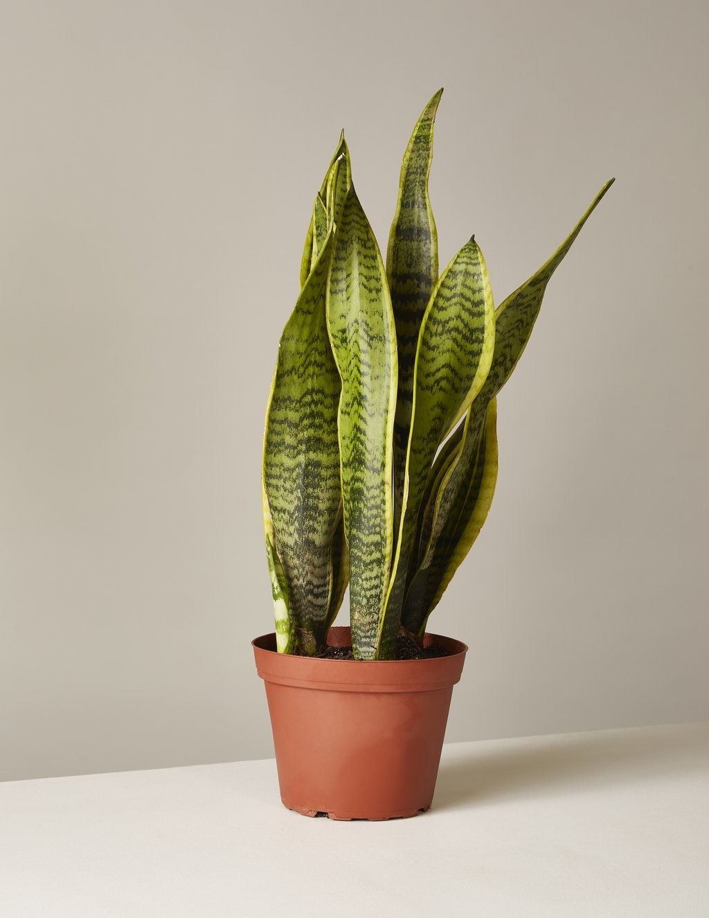 Snake Plant: Laurentii - 6 | The Sill