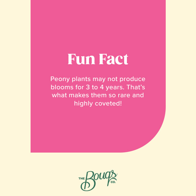 Farmer's Choice Peonies - The Bouqs Co. | The Bouqs Co.