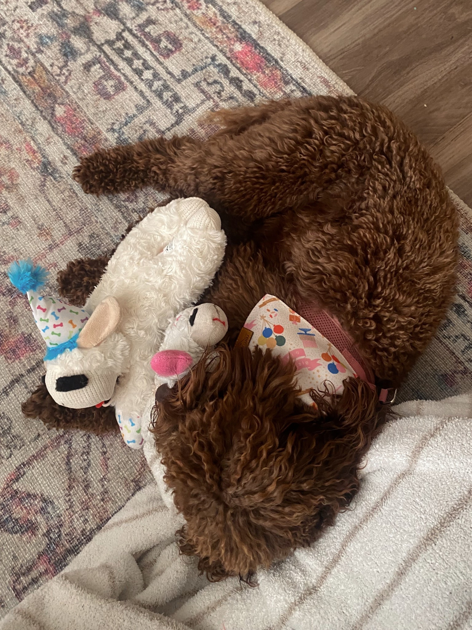 Millie is 2! Shop her Bday accessories and present👑🎂🥳🐶☀️

#LTKPets