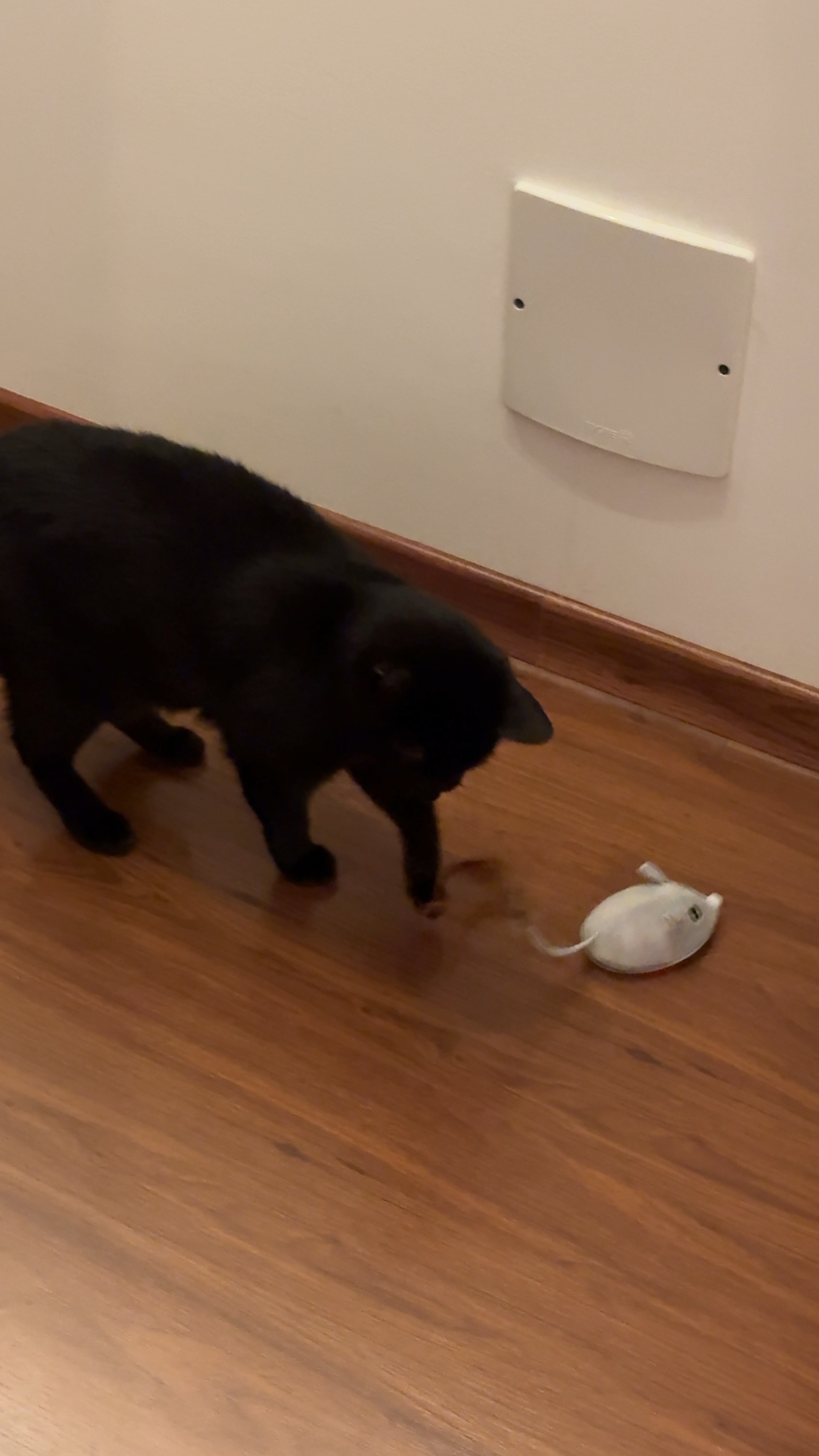 O melhor brinquedo automático para gatos! 