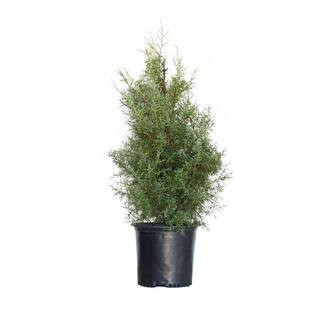 2.5 Gal. Carolina Sapphire Arizona Cypress (Cupressus Arizonica) Fast-Growing Evergreen Tree for ... | The Home Depot