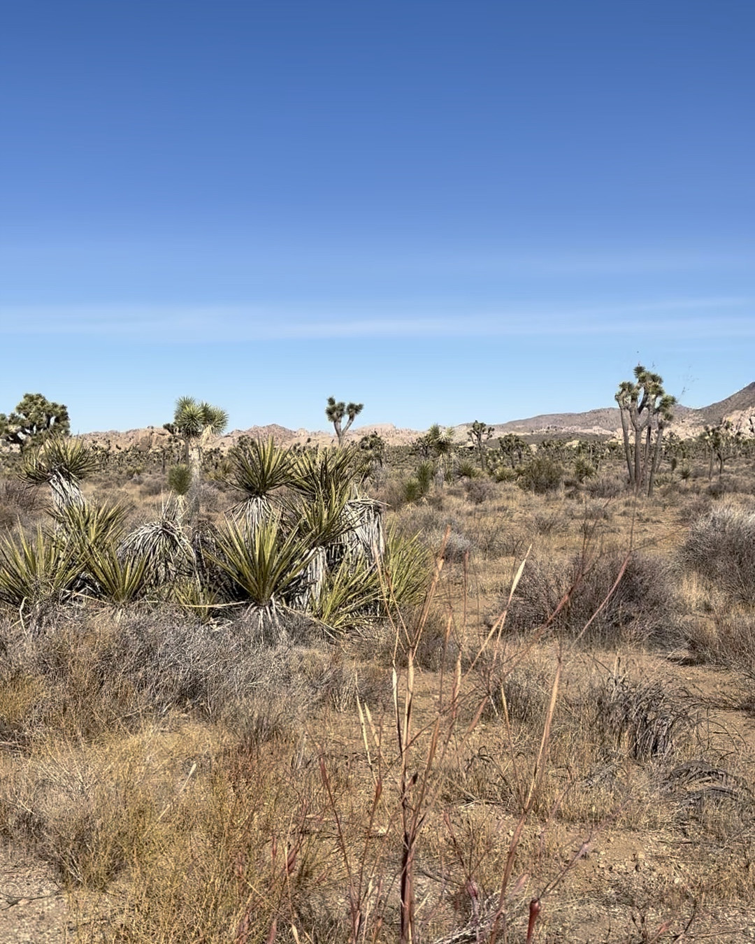 Our home away from home is Joshua Tree National Park!  We have an Airbnb in Twentynine Palms 15 minutes from the north entrance. I have all the furniture and decor items tagged that I purchased for the house so when guests ask I can send them a link.  

#LTKHome #LTKFamily #LTKTravel