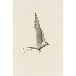 Flight | Juniper Print Shop