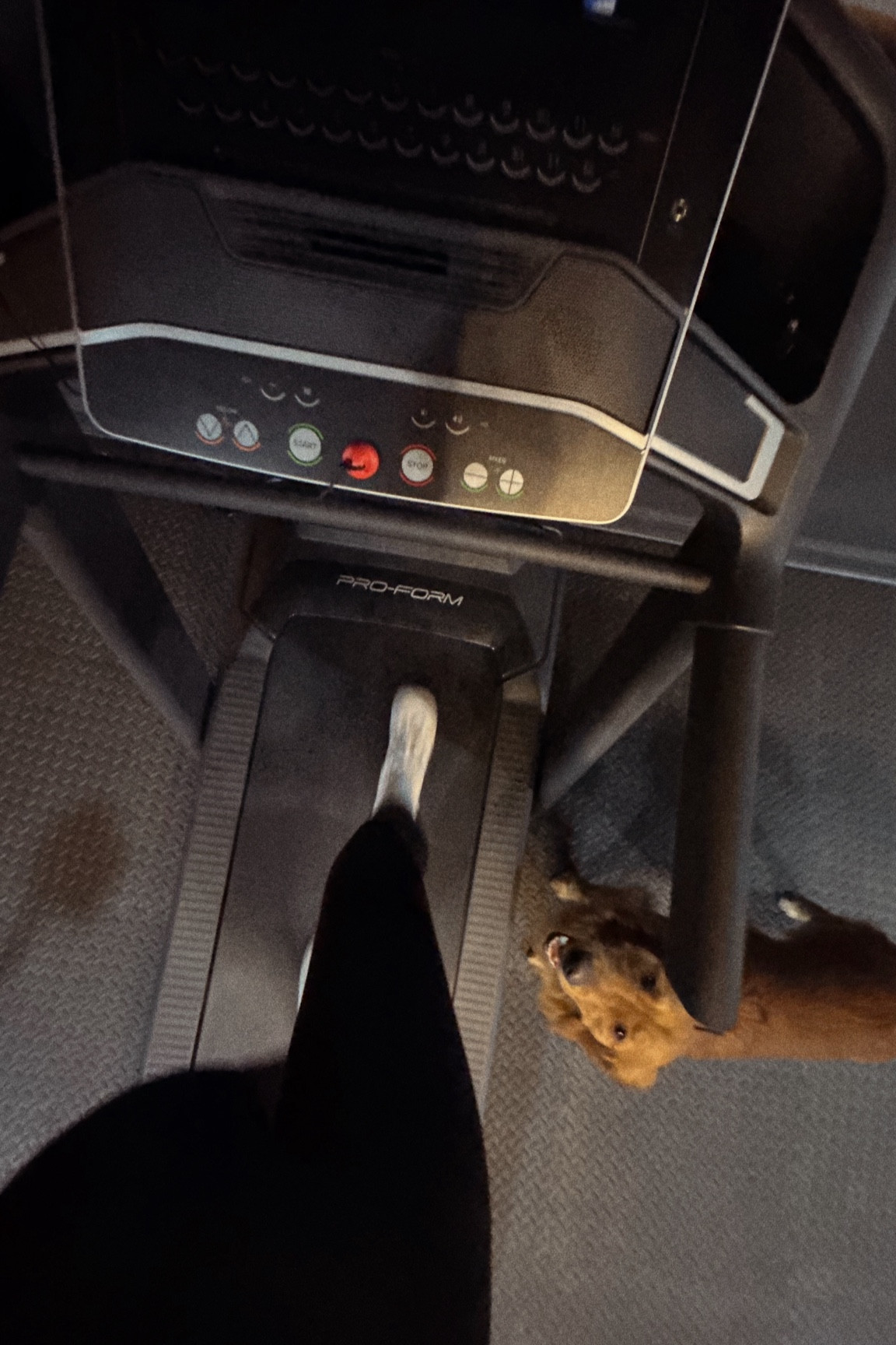 The best treadmill for an at home gym! 

#LTKFitness #LTKHome #LTKActive