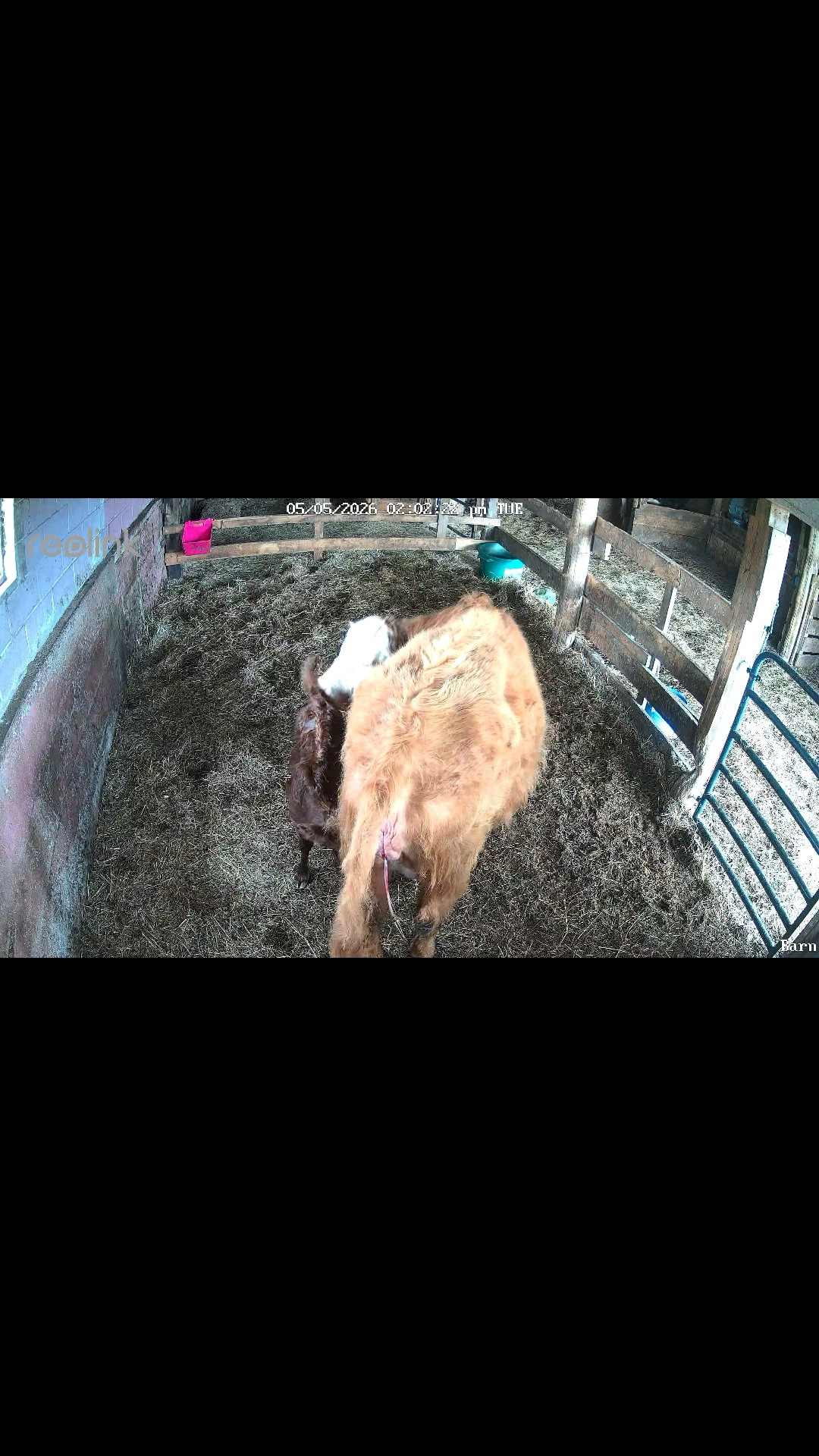 Always thankful for our Reolink cameras in the barn but days like today always reassure me why we chose Reolink.   My kids have access to the app and they were able to watch one of the cows give birth live.  
But I love that I can go back through the footage and make sure baby Willow ate.   
And continue to monitor momma & baby 24/7. 

#reolink

#LTKMothersDay #LTKdayinmylife #LTKvlog