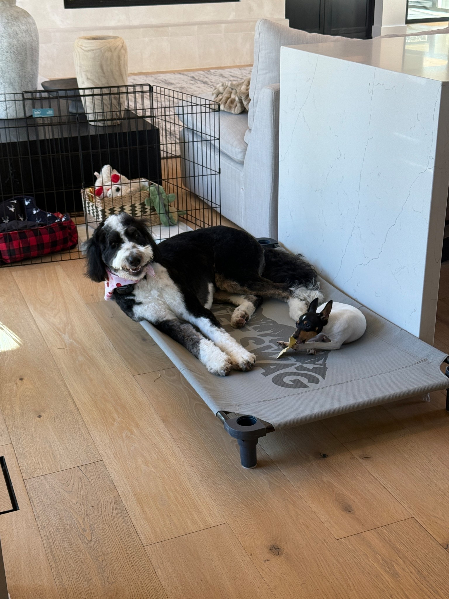 Lulu loves her elevated cot bed! Linking the dog essentials that we use daily. 

#LTKHome #LTKdayinmylife #LTKmomlife