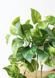 Natural Touch Pothos Hanging Fake Plant - 48" | Afloral (US)