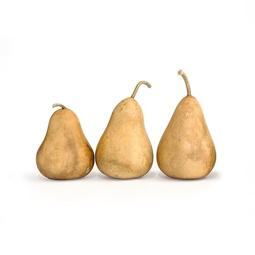 Dried Martin Gourds (3-Pack) - 5" in Diameter, Ready for Crafting & Decorating | Amazon (US)