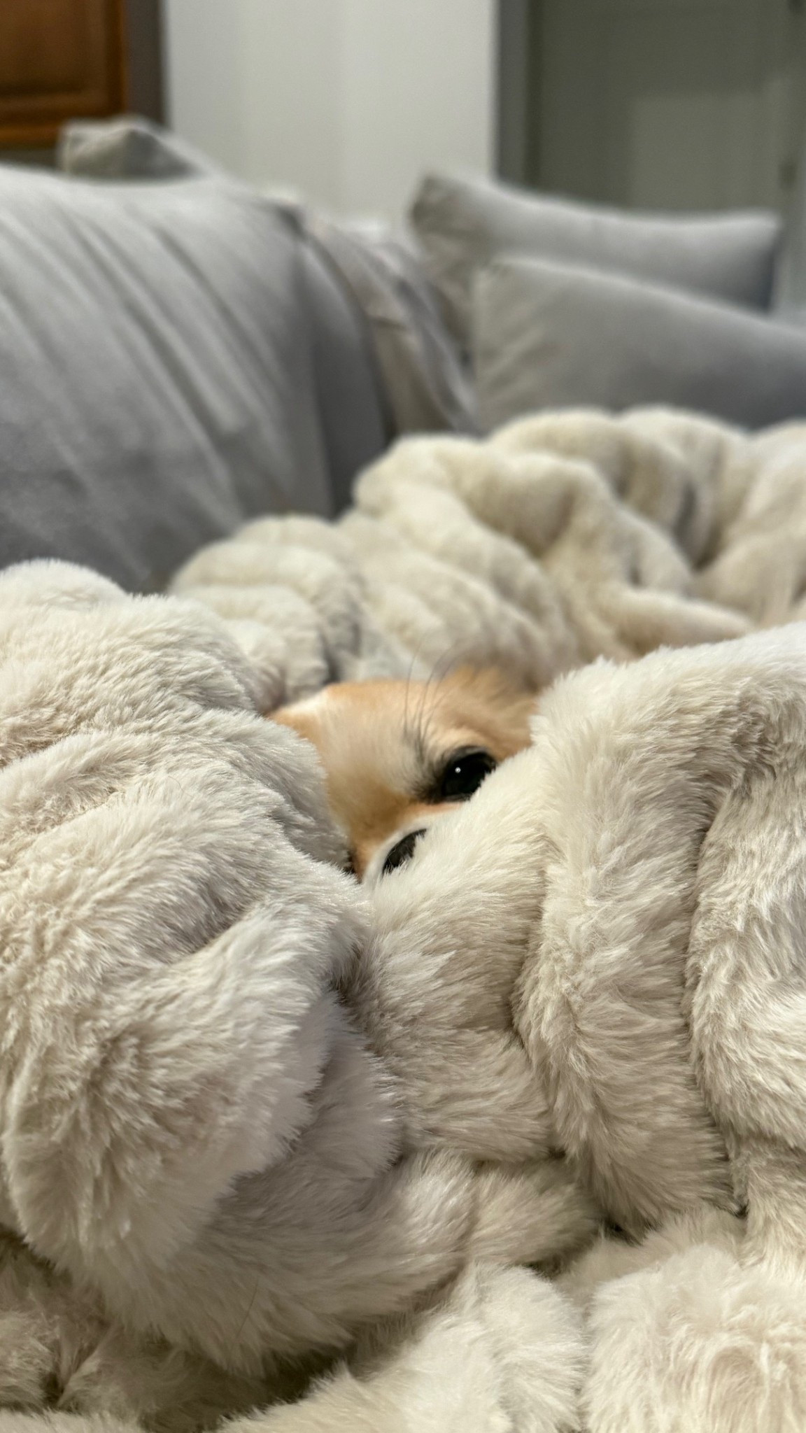 Cozy blanket 
Home 
Pet 
Home decor 
Wedding registry 
Baby registry 

#LTKHome #LTKselfcare #LTKWedding