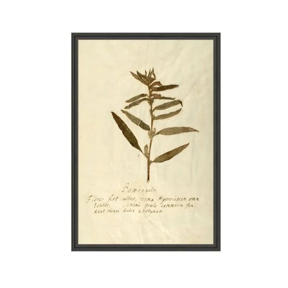 Herbarium VIII. Vintage Botanical Print. Art Prints. Vertical - Etsy | Etsy (US)