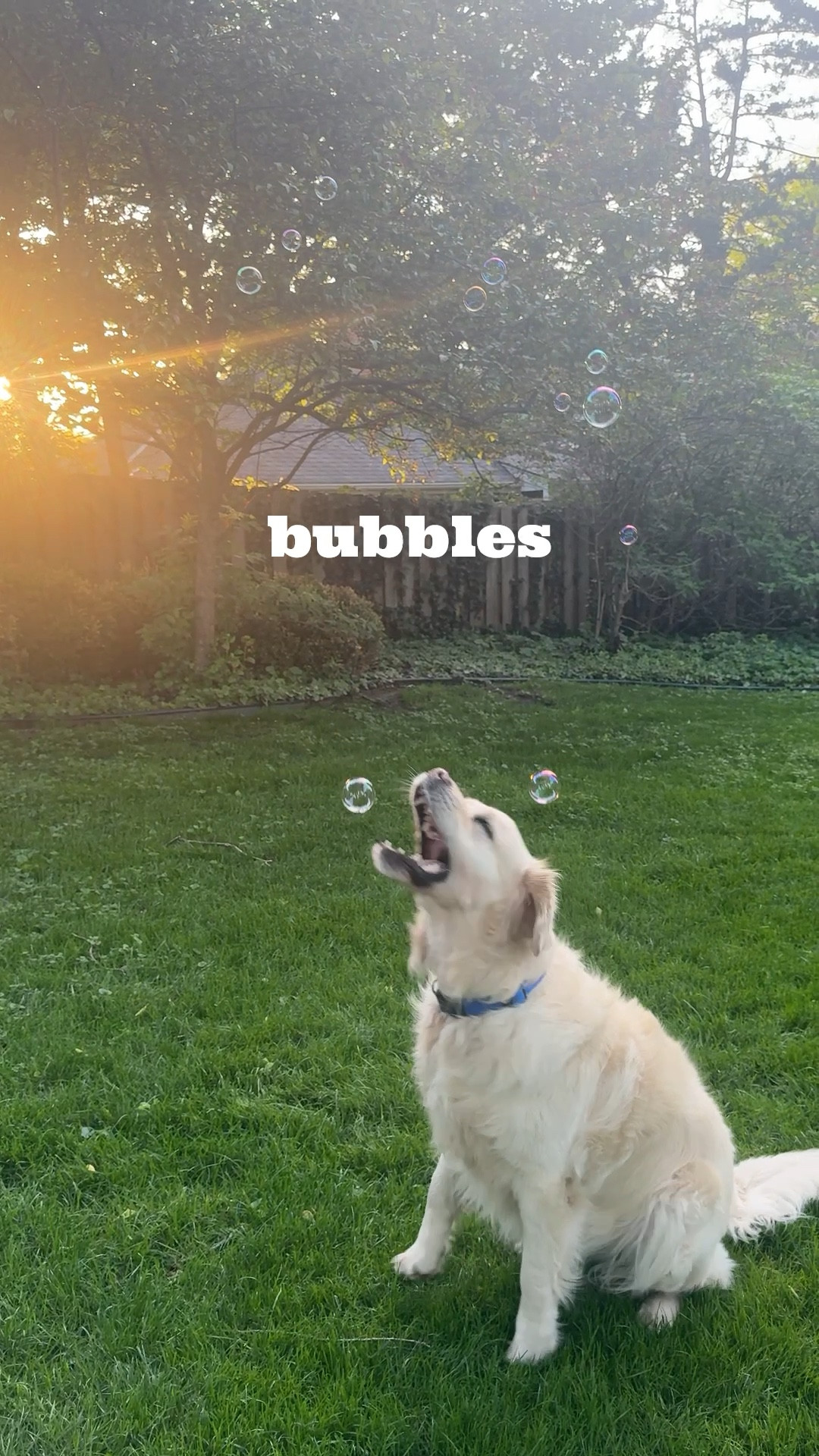 dog friendly bubbles 

#LTKdayinmylife #LTKKids #LTKSeasonal