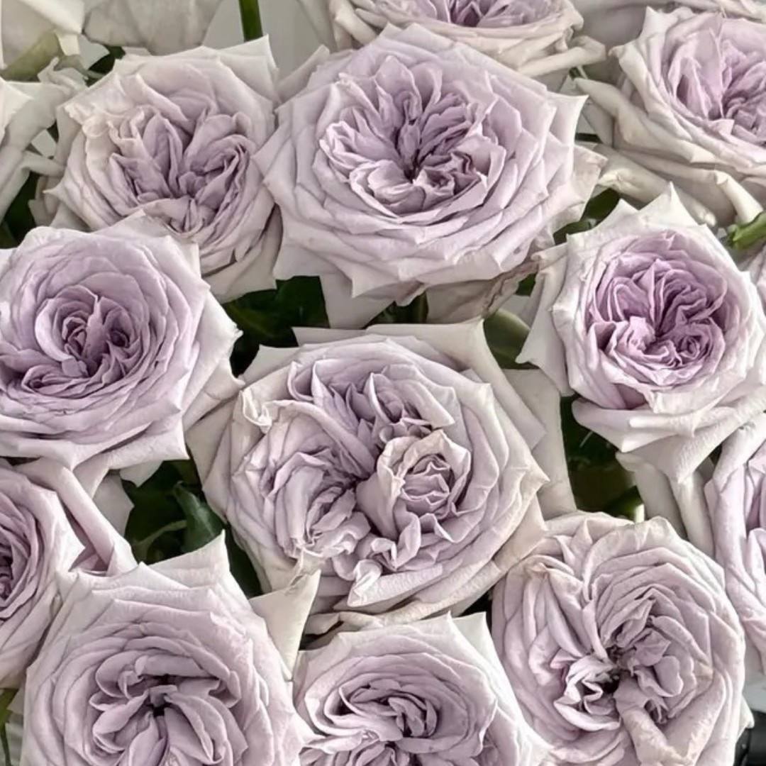 If you are looking for purple O’Hara 

#LTKActive #LTKWedding #LTKSeasonal