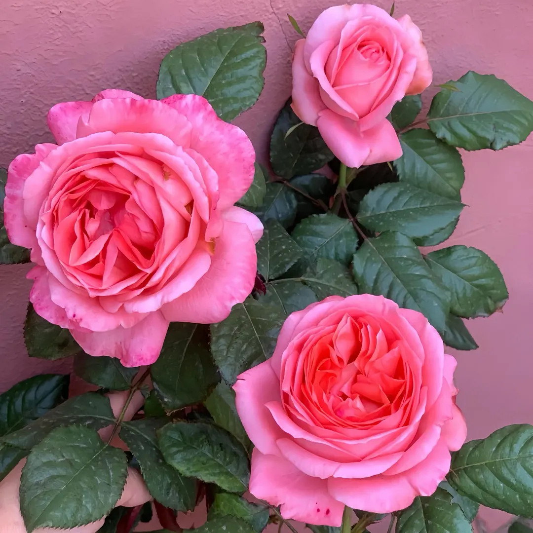 Rose Bijou Corail. 珊瑚宝珠 Delbard Rose. Super Fragrance. - Etsy | Etsy (US)