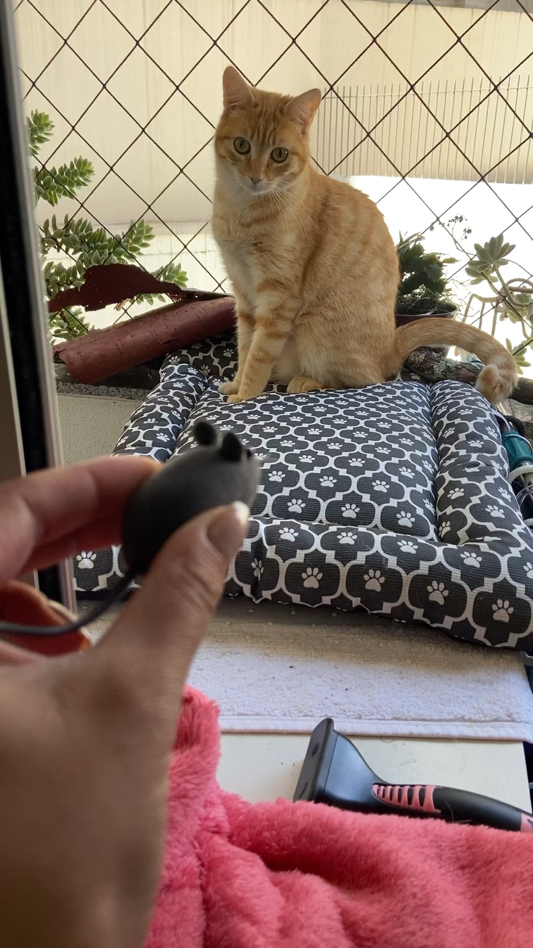 Gatinho feliz é gatinho brincalhão 

#LTKwinter #LTKhome #LTKbrasil